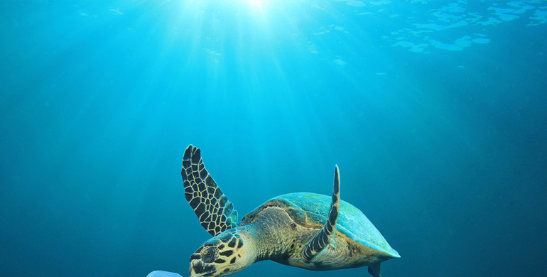 Le tartarughe marine scambiano i sacchetti di plastica per meduse