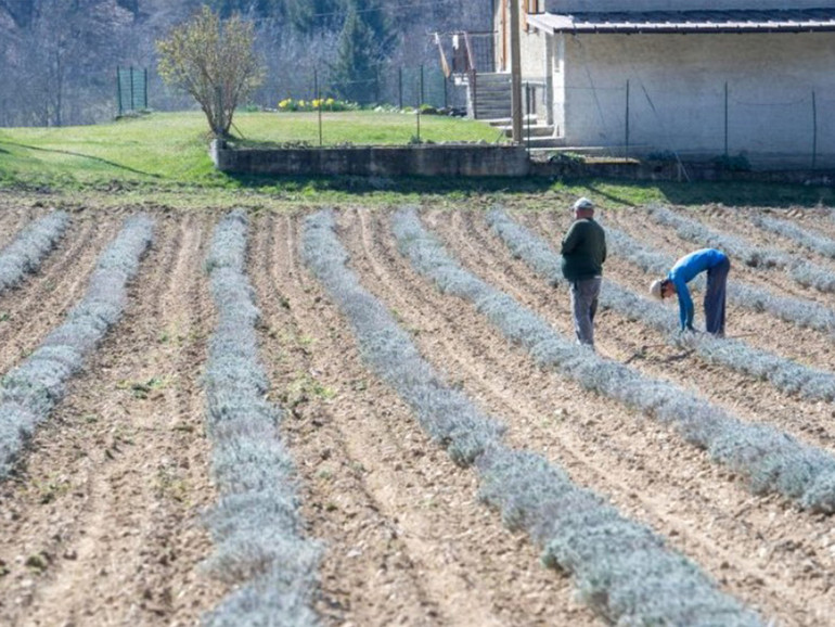 Agricoltura, bilancio 2024