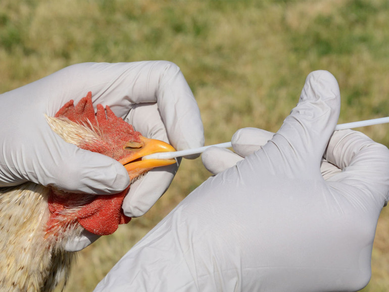 Aviaria, 24 focolai in Veneto. Bisogna intervenire subito