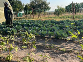 El Nino mette in ginocchio lo Zimbabwe: niente acqua né raccolti