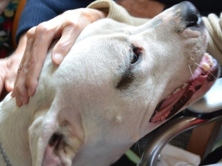 Giornata mondiale del cane: alla Croce Rossa 370 volontari a quattro zampe
