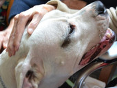 Giornata mondiale del cane: alla Croce Rossa 370 volontari a quattro zampe