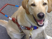Giornata nazionale del cane guida. “Continua la discriminazione!”