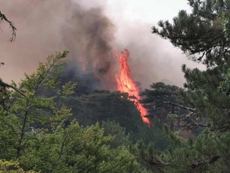 Incendi in Calabria: mons. Bertolone (Cec), “i piromani sono assassini ambientali, ma le istituzioni devono fare di più per fermare il fuoco”
