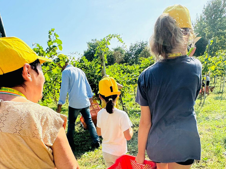 La vendemmia? Positiva, ma fa i conti con il clima mutato