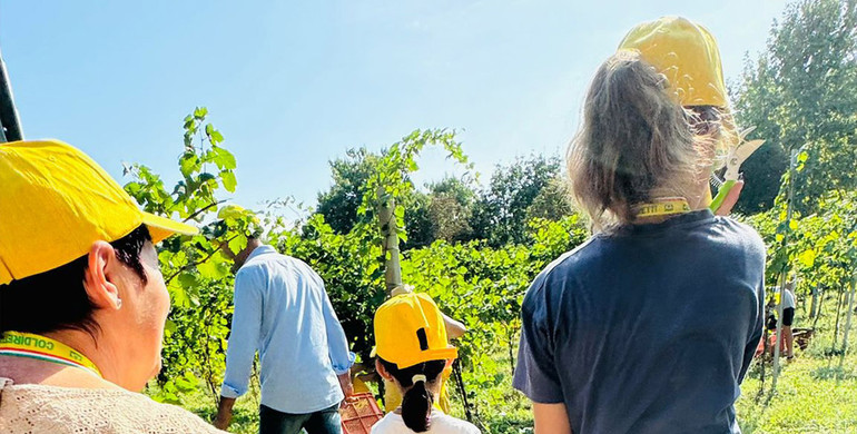 La vendemmia? Positiva, ma fa i conti con il clima mutato