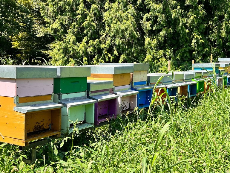 Padova accoglie undici nuovi apiari nei parchi pubblici