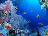 Rumori subacquei. L'aumento di rumori marini di origine umana e gli effetti sulla fauna oceanica