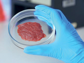 Un primo via libera alla carne sintetica. L'autorizzazione negli USA per la produzione e (iniziale) commercializzazione della carne coltivata