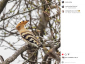 “Wild”, affascinante rispetto. Una pagina Instagram interamente dedicata agli animali selvatici in Alto Adige